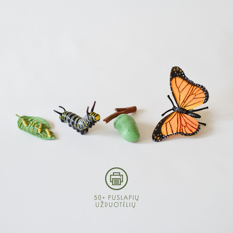 Drugelio gyvenimo ciklas + užduotėlių rinkinys spausdinimui