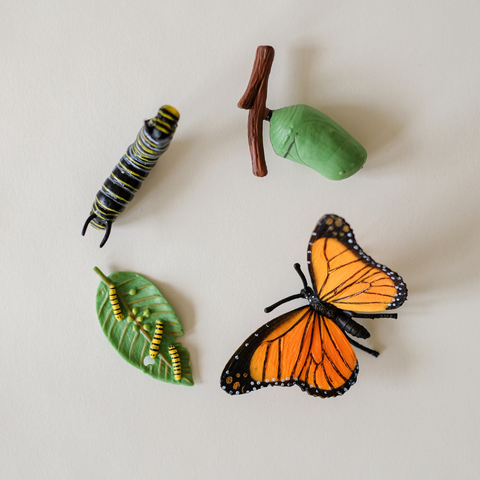 Drugelio gyvenimo ciklas + užduotėlių rinkinys spausdinimui