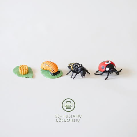 Boružės gyvenimo ciklas + užduotėlių rinkinys spausdinimui