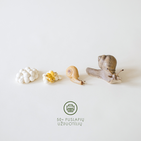 Sraigės gyvenimo ciklas + užduotėlių rinkinys spausdinimui