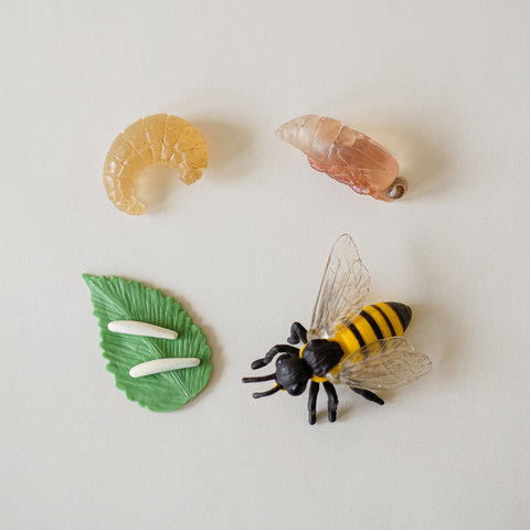 4 Insect Life Cycles + Printable Activity Pack