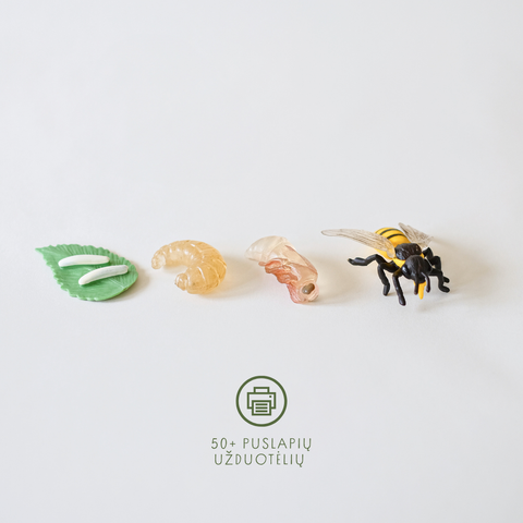 Bitės gyvenimo ciklas + užduotėlių rinkinys spausdinimui