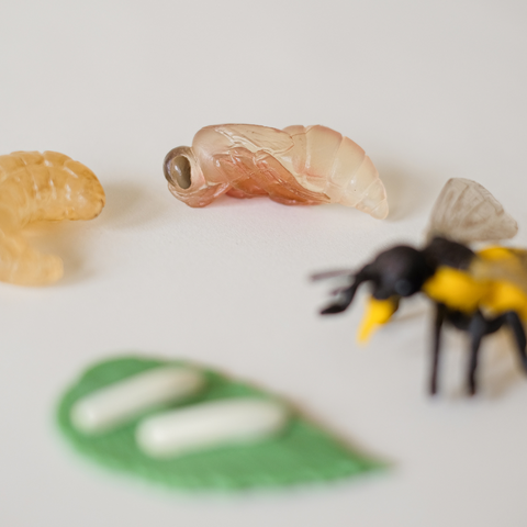 The life cycle of bees + a set of printable activities