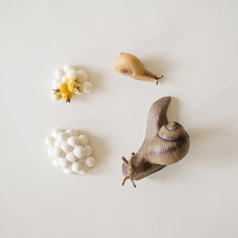 4 Insect Life Cycles + Printable Activity Pack