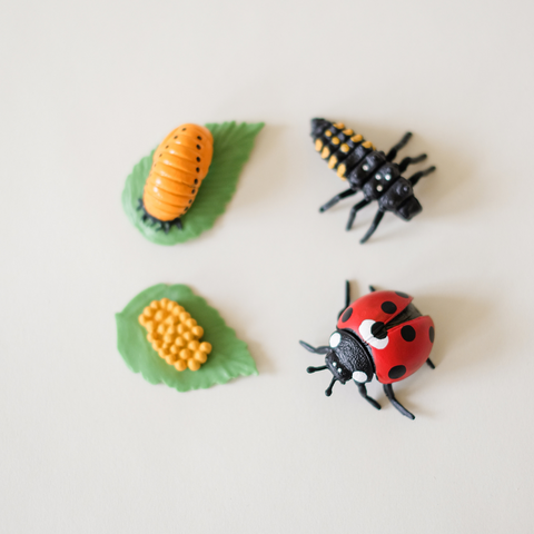 4 Insect Life Cycles + Printable Activity Pack