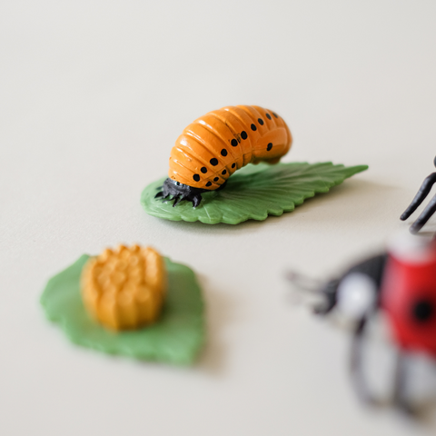 Boružės gyvenimo ciklas + užduotėlių rinkinys spausdinimui