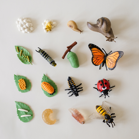 4 vabalų gyvenimo ciklai + užduotėlių rinkinys spausdinimui