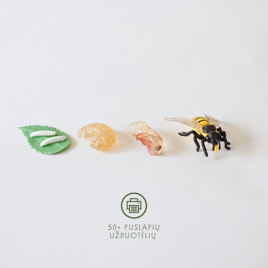 Bitės gyvenimo ciklas + užduotėlių rinkinys spausdinimui