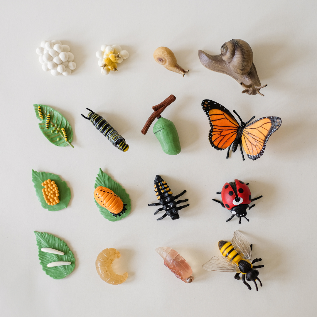 4 Insect Life Cycles + Printable Activity Pack