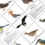 Mokomosios kortelės - Paukščiai