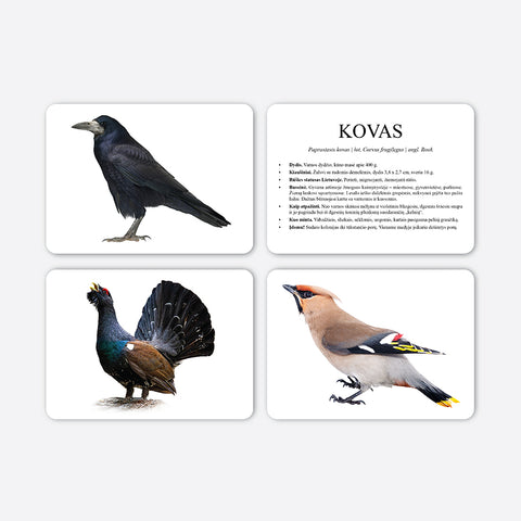 Mokomosios kortelės - Paukščiai
