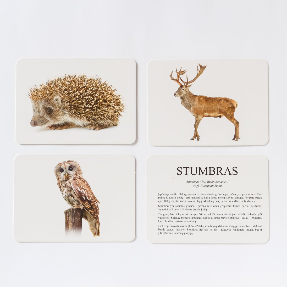 Mokomosios kortelės - Miško gyvūnai