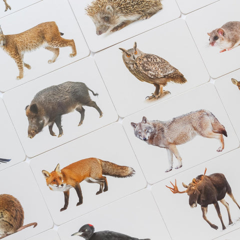 Mokomosios kortelės - Miško gyvūnai