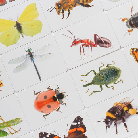 Mokomosios kortelės - Vabzdžiai